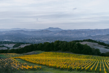rice vine field in the mountains