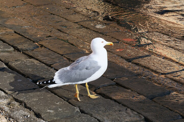 A lone white and gray seagull stands alert on a dark, sun-drenched cobblestone ground. The image highlights the intersection of urban life and nature, evoking feelings of vigilance, coastal atmosphere
