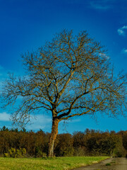 Fototapeta premium Kahler Obstbaum im Winter