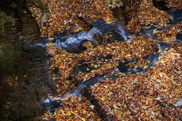 Autumn Leaves Covering Rocks Clear Stream Water