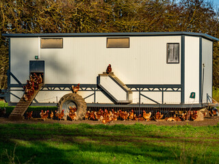 Freilaufende Hühner an einem Hühnerwagen  © focus finder