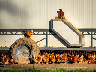 Freilaufende Hühner an einem Hühnerwagen  © focus finder
