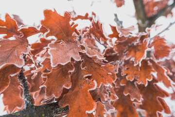 Close-up of frost-covered tree leaves