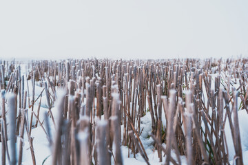 crops cut down in the winter mist, Poland