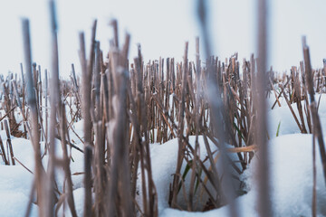 crops cut down in the winter mist, Poland