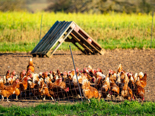 Freilaufende Hühner an einem Hühnerwagen 