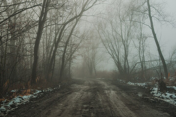 muddy road and trees in the fog