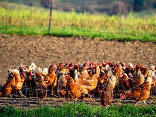 Freilaufende Hühner an einem Hühnerwagen  © focus finder