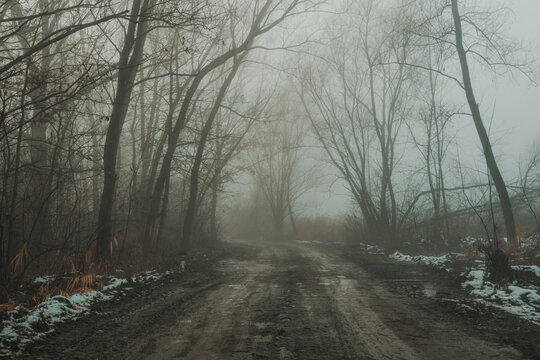 muddy road and trees in the fog