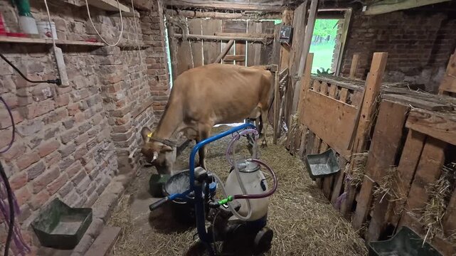 Cow in a Barn with Milking Machine