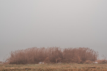 reeds by lake shore in the mist