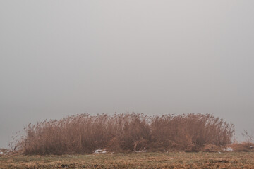 reeds by lake shore in the mist