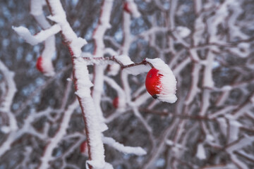 snow-covered hawthorn berries up close