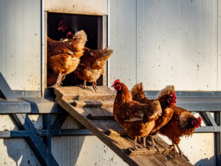 Freilaufende Hühner an einem Hühnerwagen  © focus finder