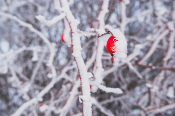 snow-covered hawthorn berries up close