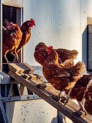 Freilaufende Hühner an einem Hühnerwagen  © focus finder
