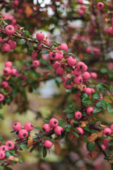 Close-up of bright red berries on a branch with green leaves in autumn garden, natural seasonal background with soft focus and warm colors. High quality photo