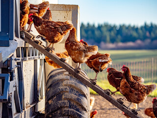 Freilaufende Hühner an einem Hühnerwagen  © focus finder