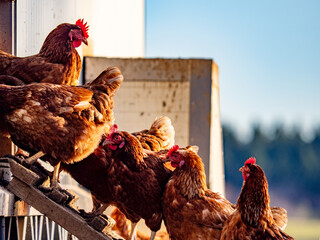 Freilaufende Hühner an einem Hühnerwagen 