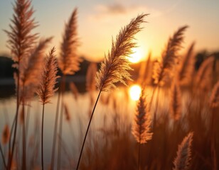 Golden reed plumes glow in warm sunset light near calm water. Autumn nature scene with soft golden hour glow. Tall dry grass sways gently in the evening breeze over the lake.