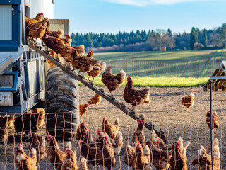 Freilaufende Hühner an einem Hühnerwagen  © focus finder