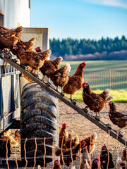 Freilaufende Hühner an einem Hühnerwagen  © focus finder