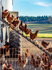 Freilaufende Hühner an einem Hühnerwagen  © focus finder