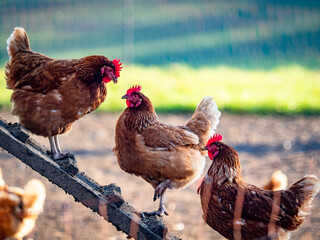 Freilaufende Hühner an einem Hühnerwagen  © focus finder