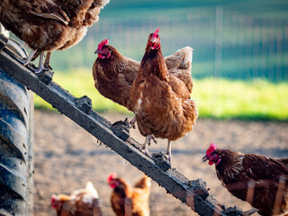 Freilaufende Hühner an einem Hühnerwagen  © focus finder