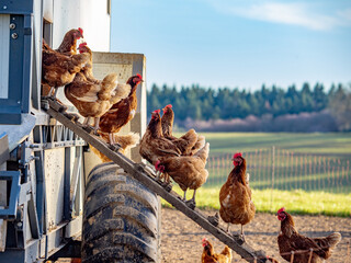 Freilaufende Hühner an einem Hühnerwagen  © focus finder