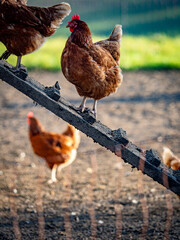 Freilaufende Hühner an einem Hühnerwagen  © focus finder