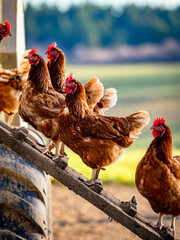 Freilaufende Hühner an einem Hühnerwagen  © focus finder