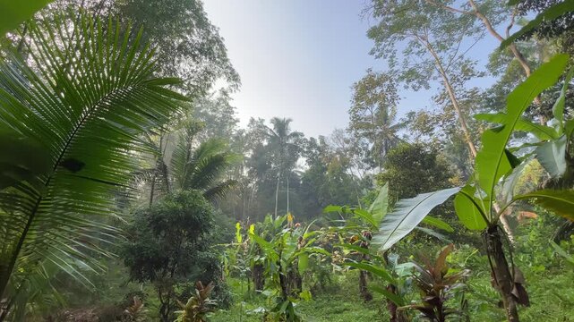 Lush green tropical forest with dense vegetation and tall trees under a bright sky.