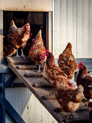 Freilaufende Hühner an einem Hühnerwagen  © focus finder