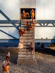 Freilaufende Hühner an einem Hühnerwagen  © focus finder