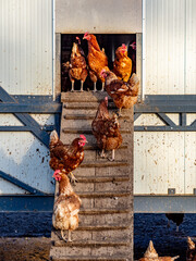 Freilaufende Hühner an einem Hühnerwagen  © focus finder