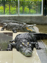 Crocodiles lie in the water at the crocodile farm in rainy weather