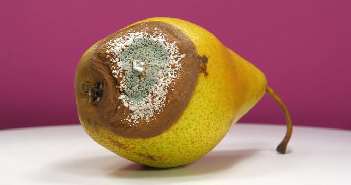 Big rotten pear covered with mold rotates on pink backdrop. Overripe and rotten pear, covered with mold and fungus. Process of spoiling fruits. Rotting fruits
