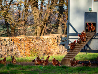 Freilaufende Hühner an einem Hühnerwagen © focus finder