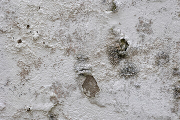 Peeling paint revealing cracked moldy wall texture