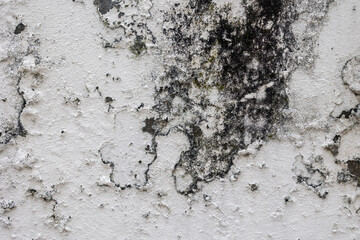 Peeling paint wall showing mold decay texture