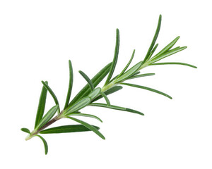 Fototapeta premium Fresh Rosemary Herb Isolated on White