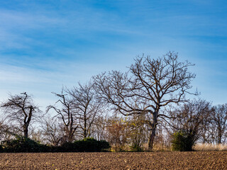 Kahler Obstbaum im Winter