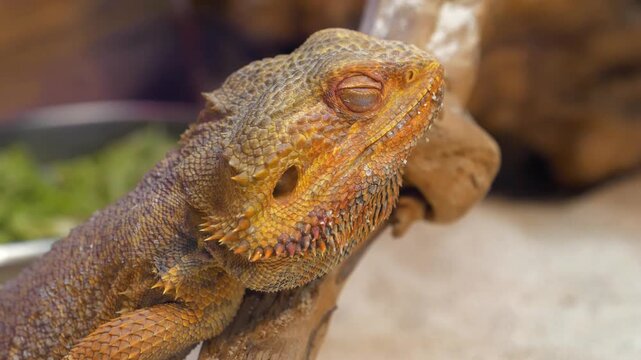Bearded dragon, Pogona vitticeps or inland bearded dragon - species of agamid lizard found in wide range of arid to semiarid regions of eastern and central Australia