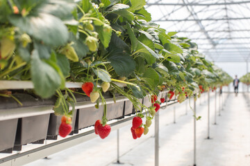 A high-tech strawberry greenhouse featuring long symmetrical rows with ripening strawberries