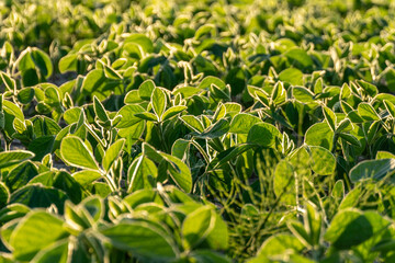 Green leaves grow in a field under bright sunlight during the daytime in summer season