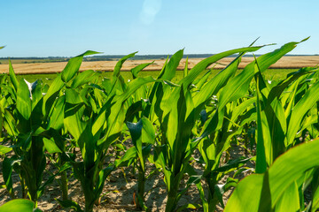 Corn plants grow in a large field under a clear blue sky with distant farmland in view