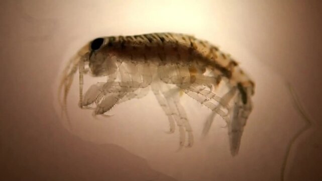 Marine shrimp on a microscope glass