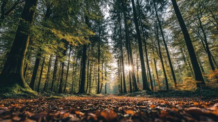 Obraz premium Lush forest landscape with sunlight through trees on autumn day