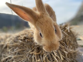 Brown rabbit on a pile of hay © TataJons
